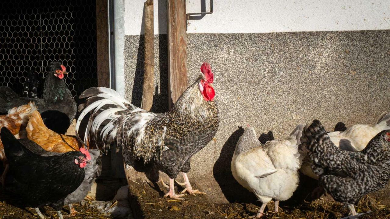 Stubaier Bauern Appartement Telfes im Stubai Bagian luar foto